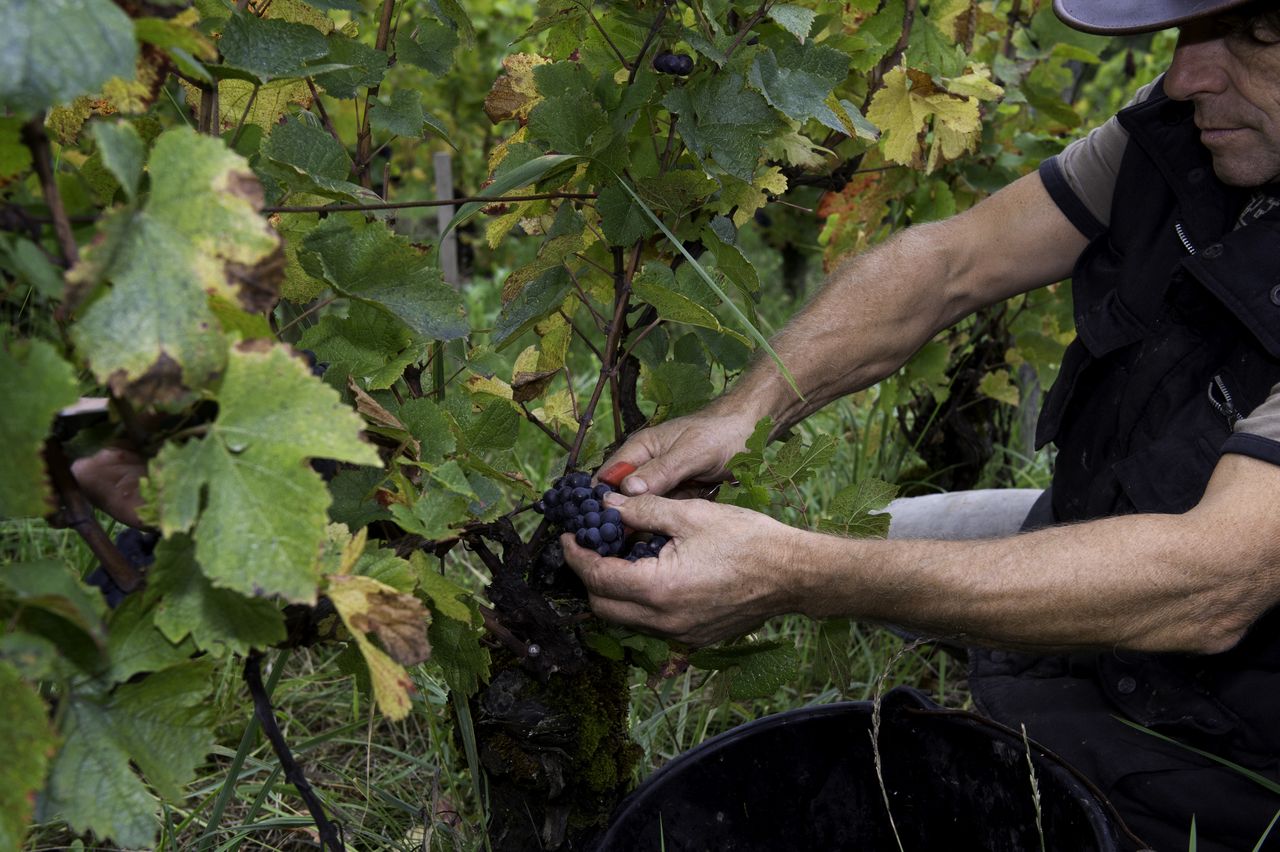 Vins Vigneron Philippe Bornard 8931
